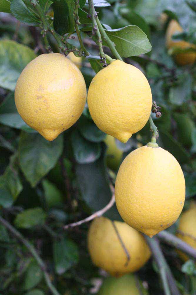              Fruit (Riverside, CA)       